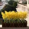 Myosotis Artificial Flowers Bulk Plastic Faux Bouquets Floral Greenery Stems Mothers Day Gift, 10pcs